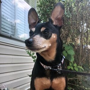 Meet your Posher, Sheena